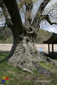 장성 단전리 느티나무