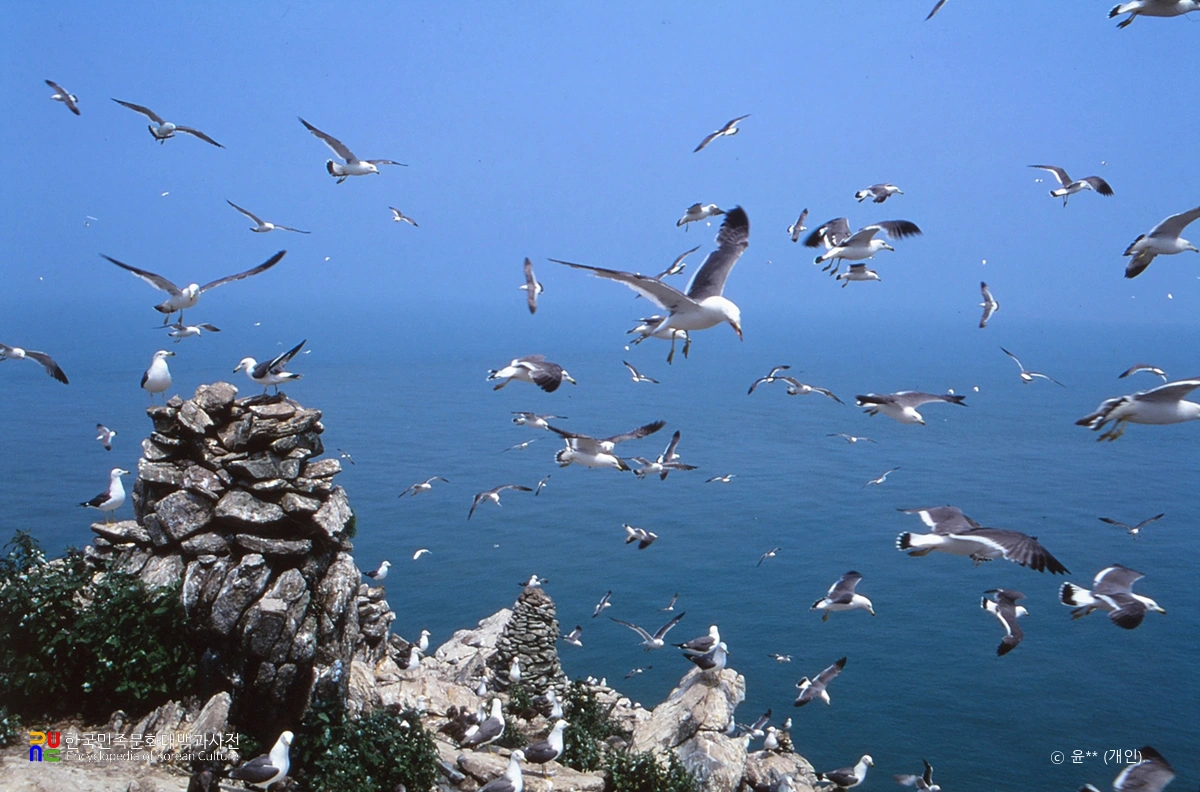 통영 홍도 괭이갈매기 번식지