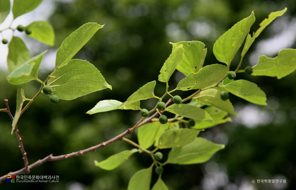 고창 수동리 팽나무