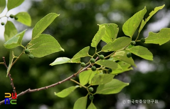 고창 수동리 팽나무