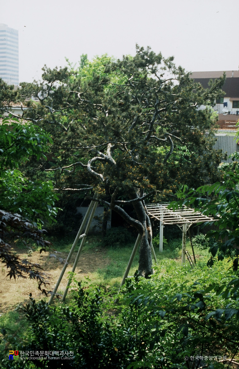 서울 원효로 백송