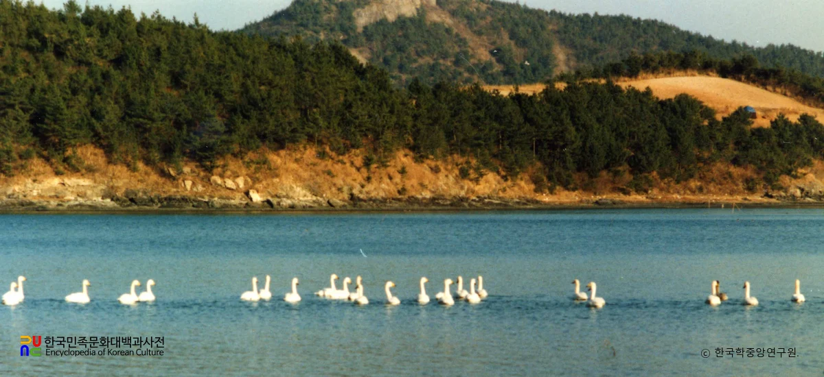 돌산 평사리 고니 도래지