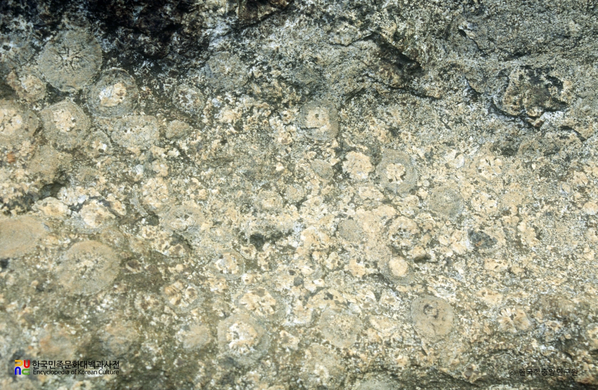 부산 전포동 구상반려암