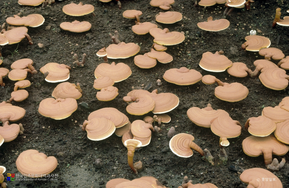 영지버섯 인공재배