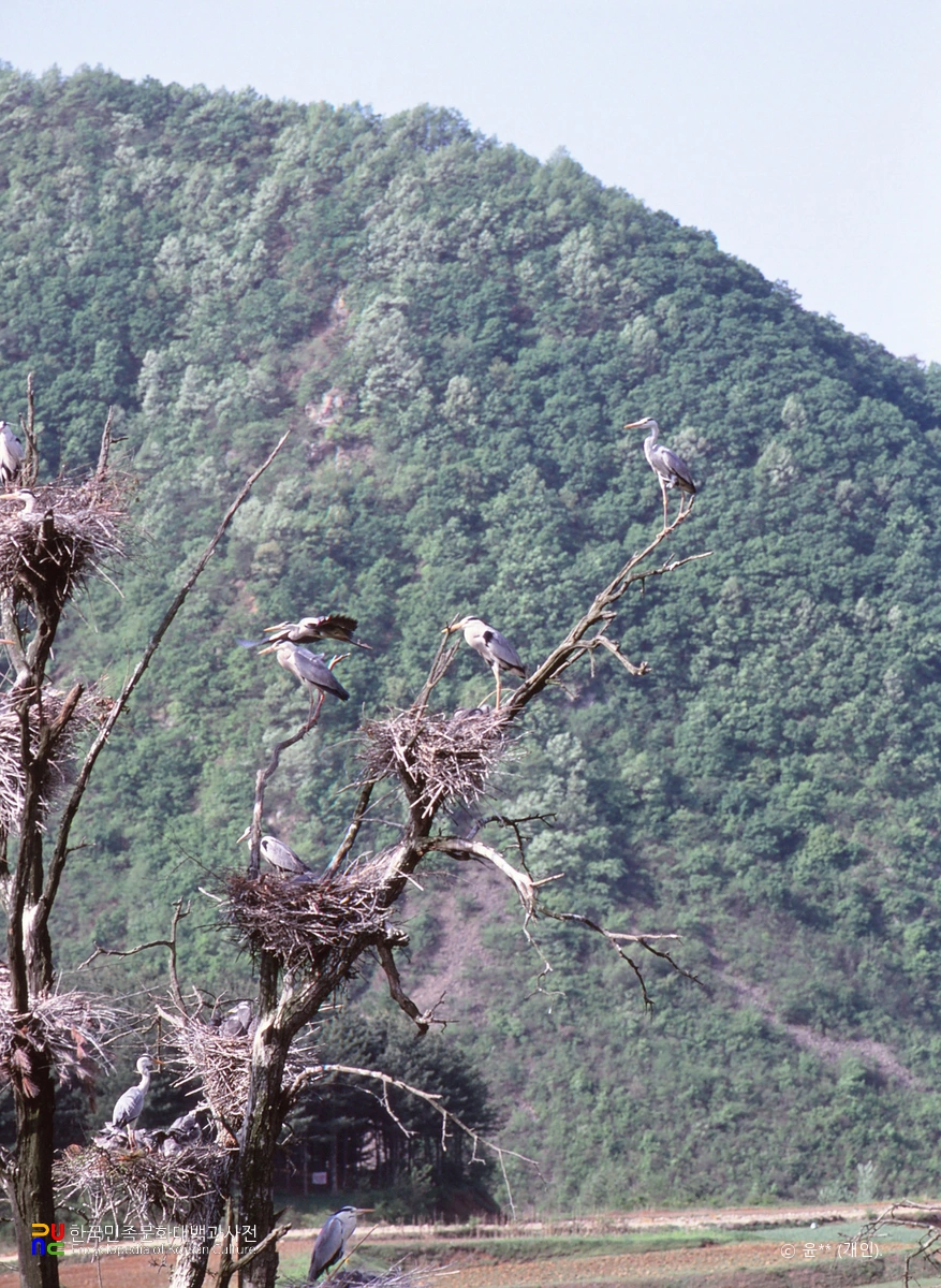 여주 신접리 백로와 왜가리 번식지