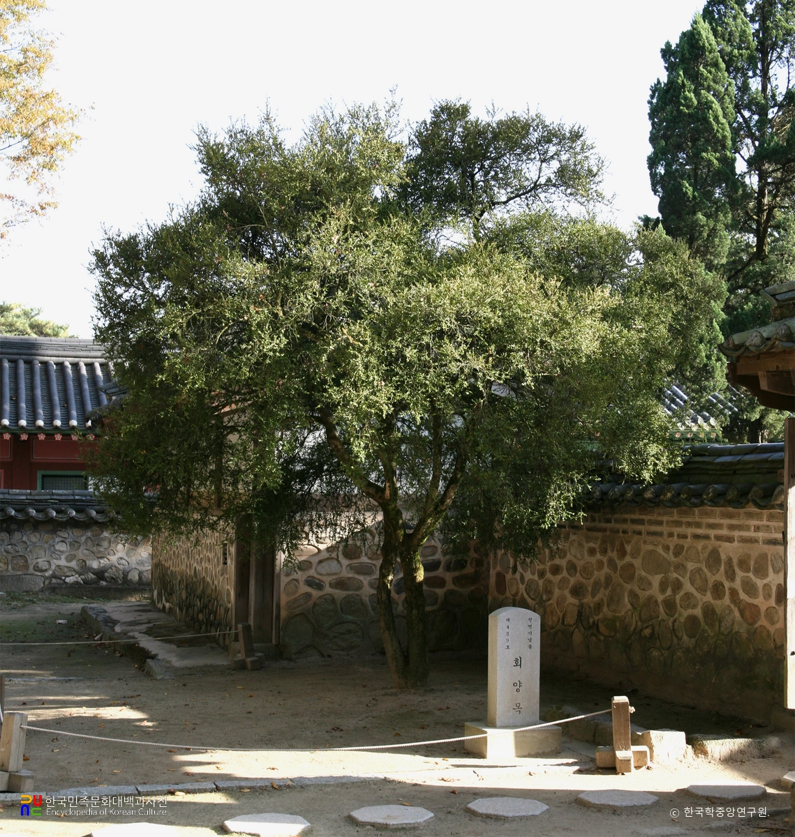 여주 효종대왕릉 회양목