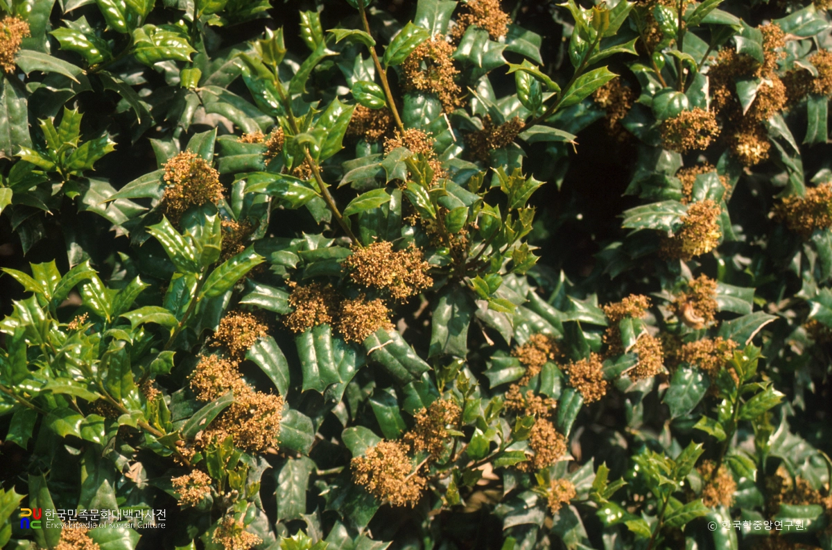 부안 도청리 호랑가시나무 군락