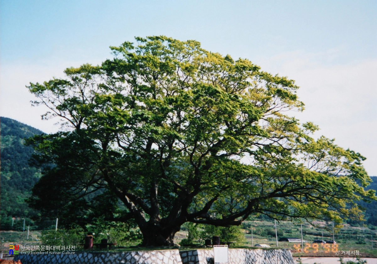 거제 명진리 느티나무