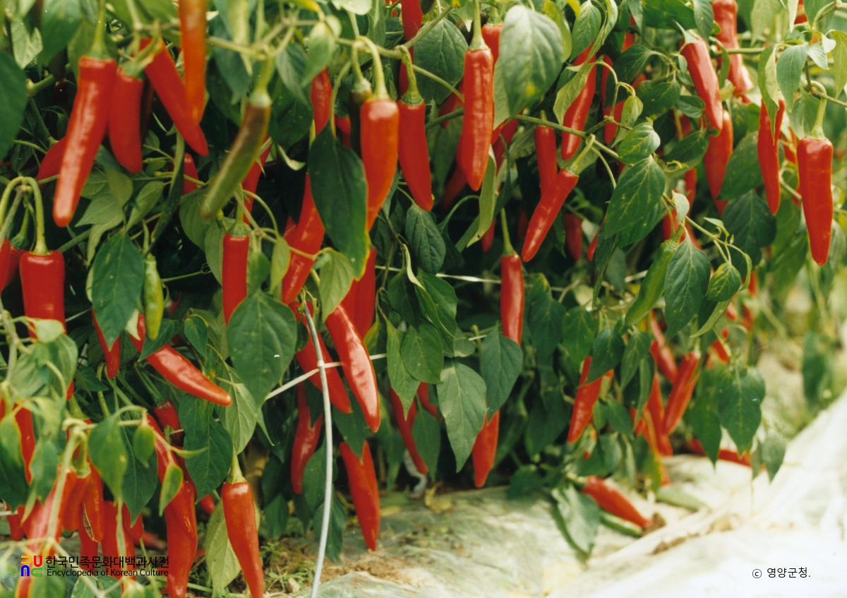 영양고추