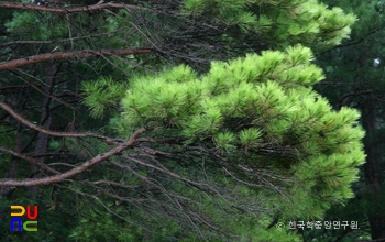 울진 주인리 황금소나무