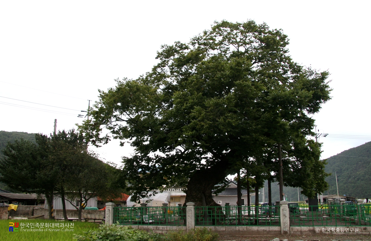 의령 세간리 현고수