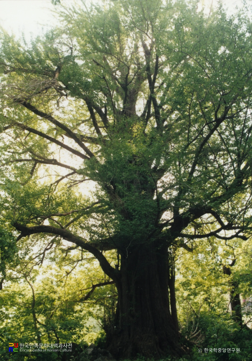 거창 연수사 은행나무