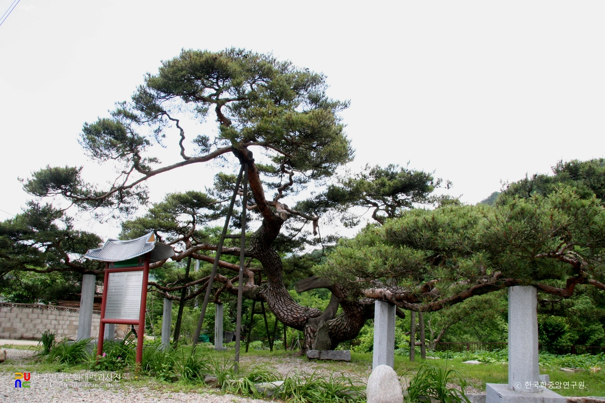 문경 대하리 소나무