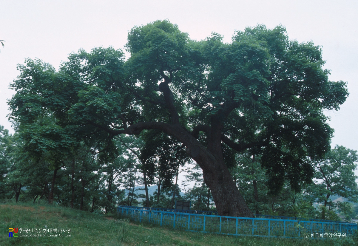 청원 공북리 음나무