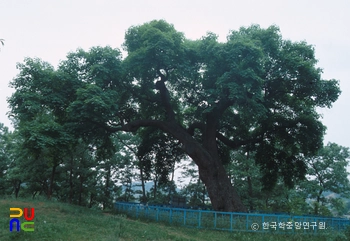 청원 공북리 음나무