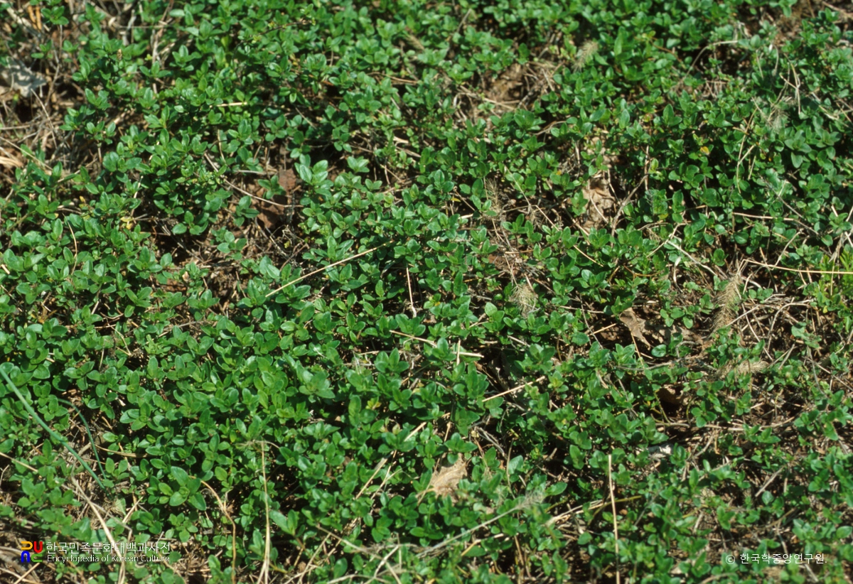 울릉 나리동 울릉국화와 섬백리향 군락