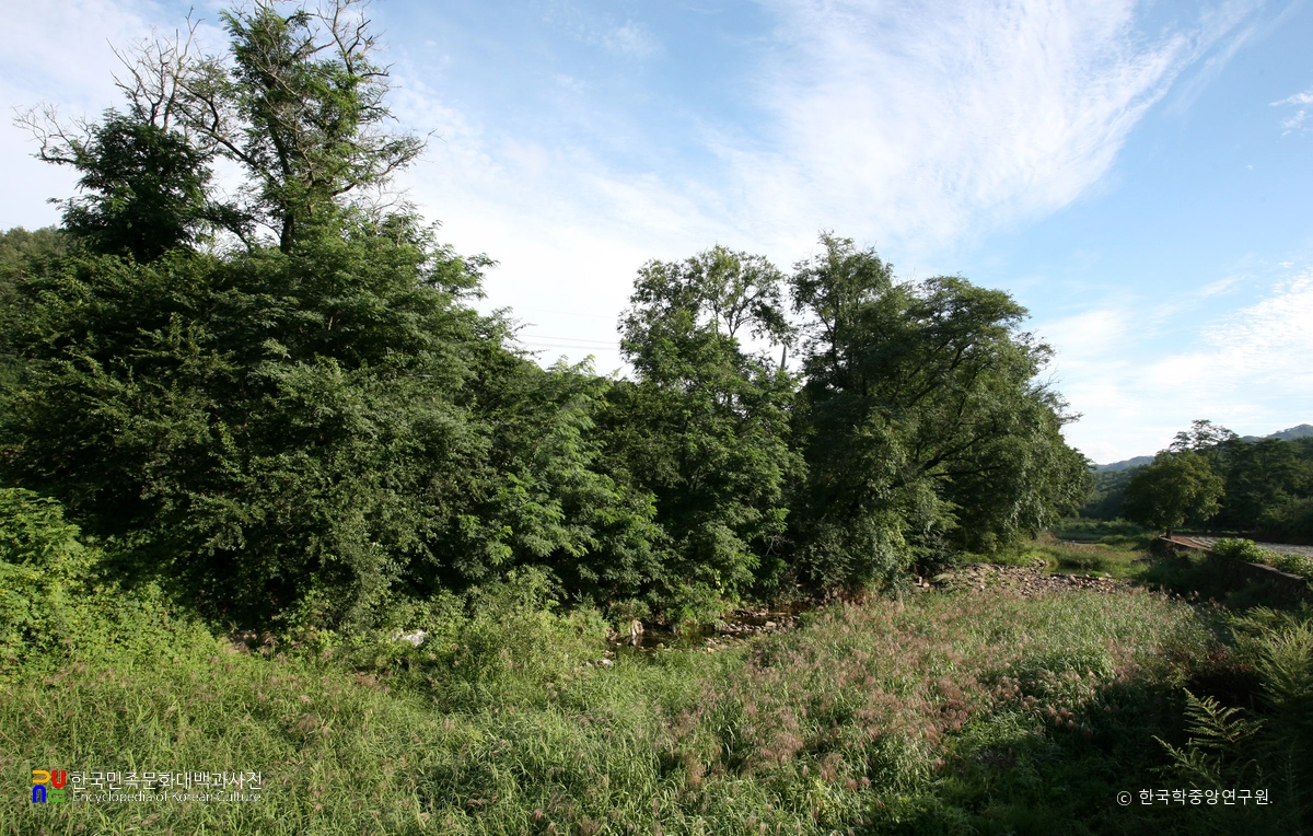 영양 주사골 시무나무와 비술나무 숲