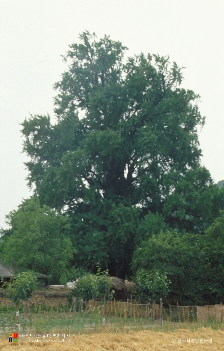 청도 대전리 은행나무