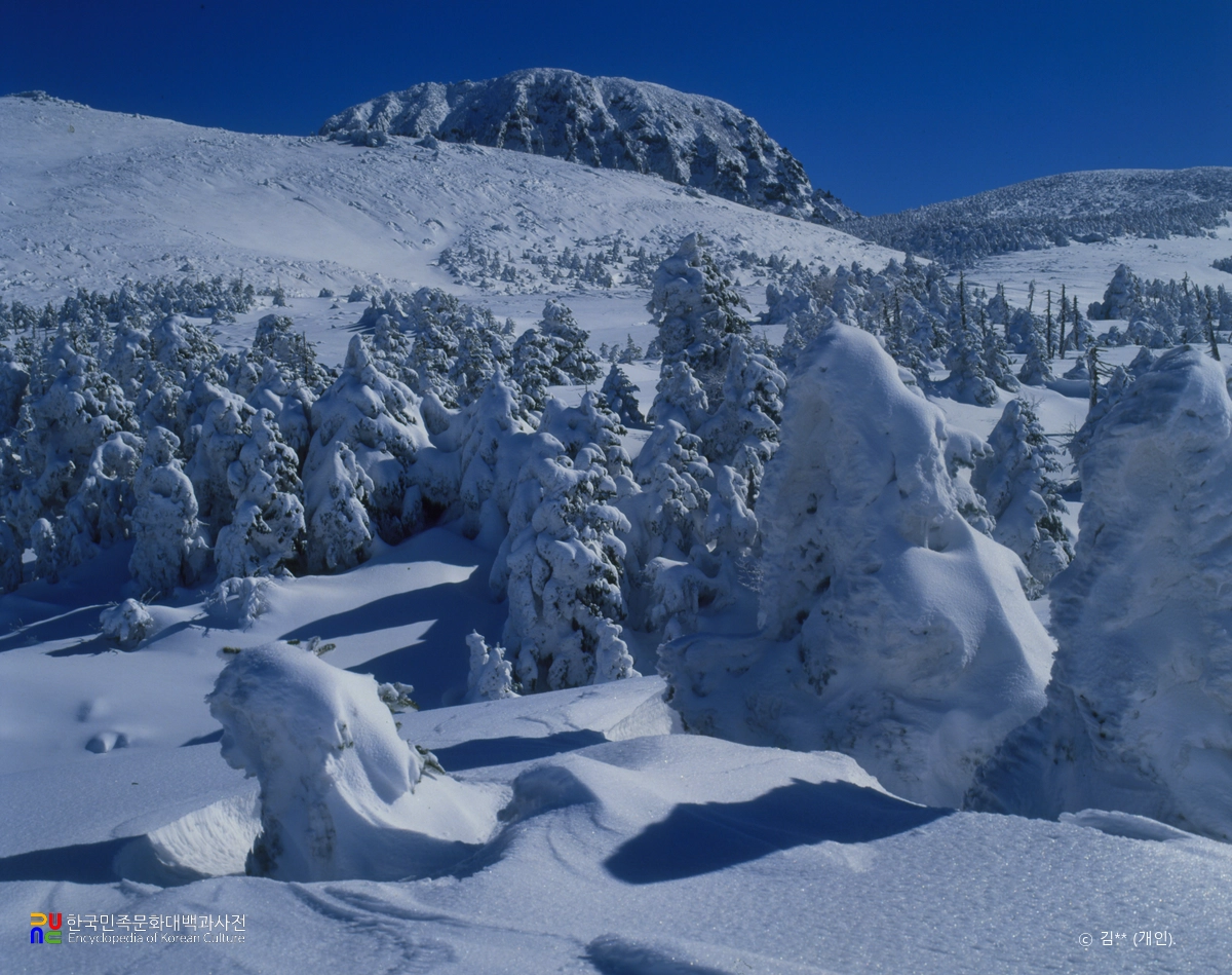 한라산 천연보호구역 설경