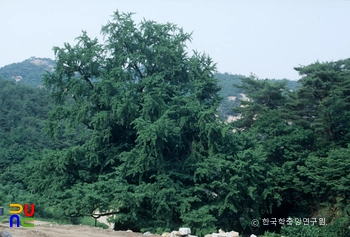영동 영국사 은행나무