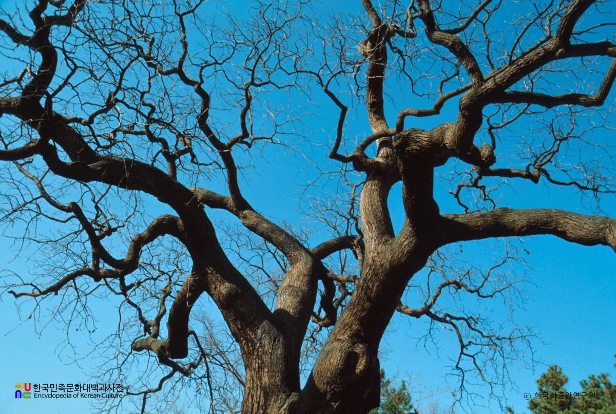 청원 공북리 음나무