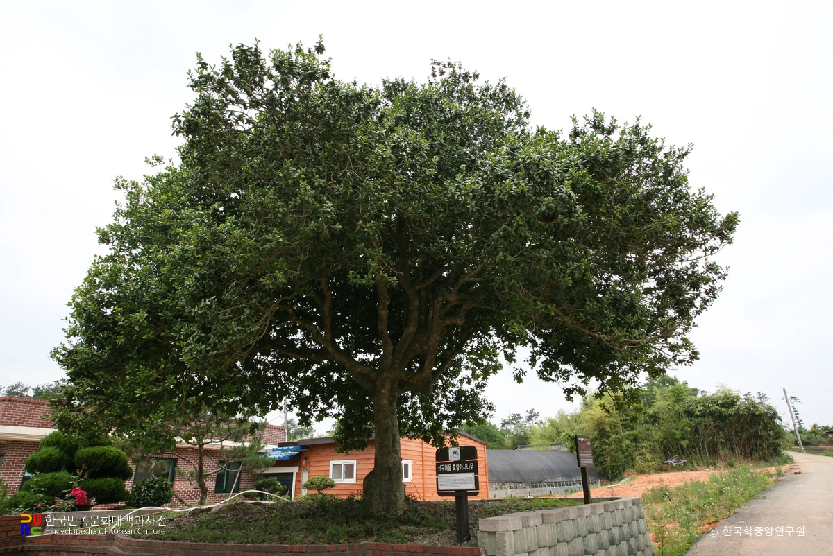 나주 상방리 호랑가시나무