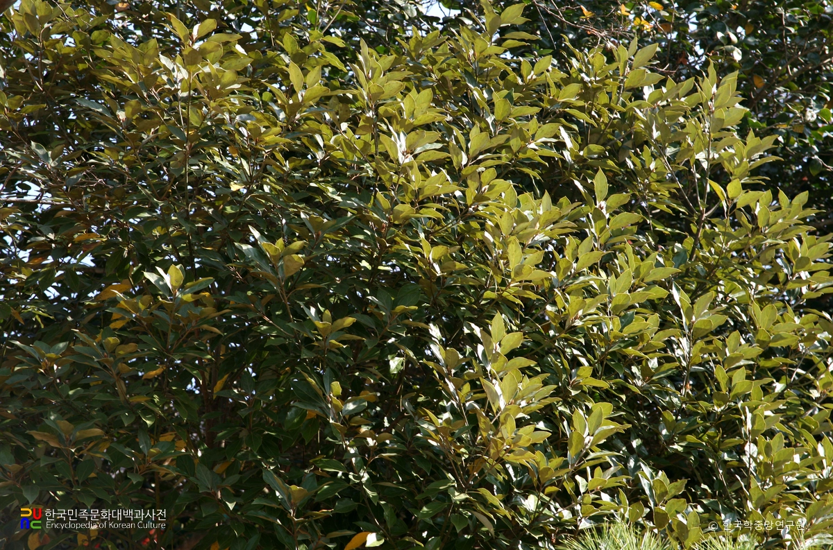 영광 불갑사 참식나무 자생북한지