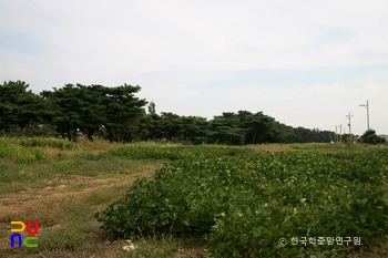 포항 북송리 북천수