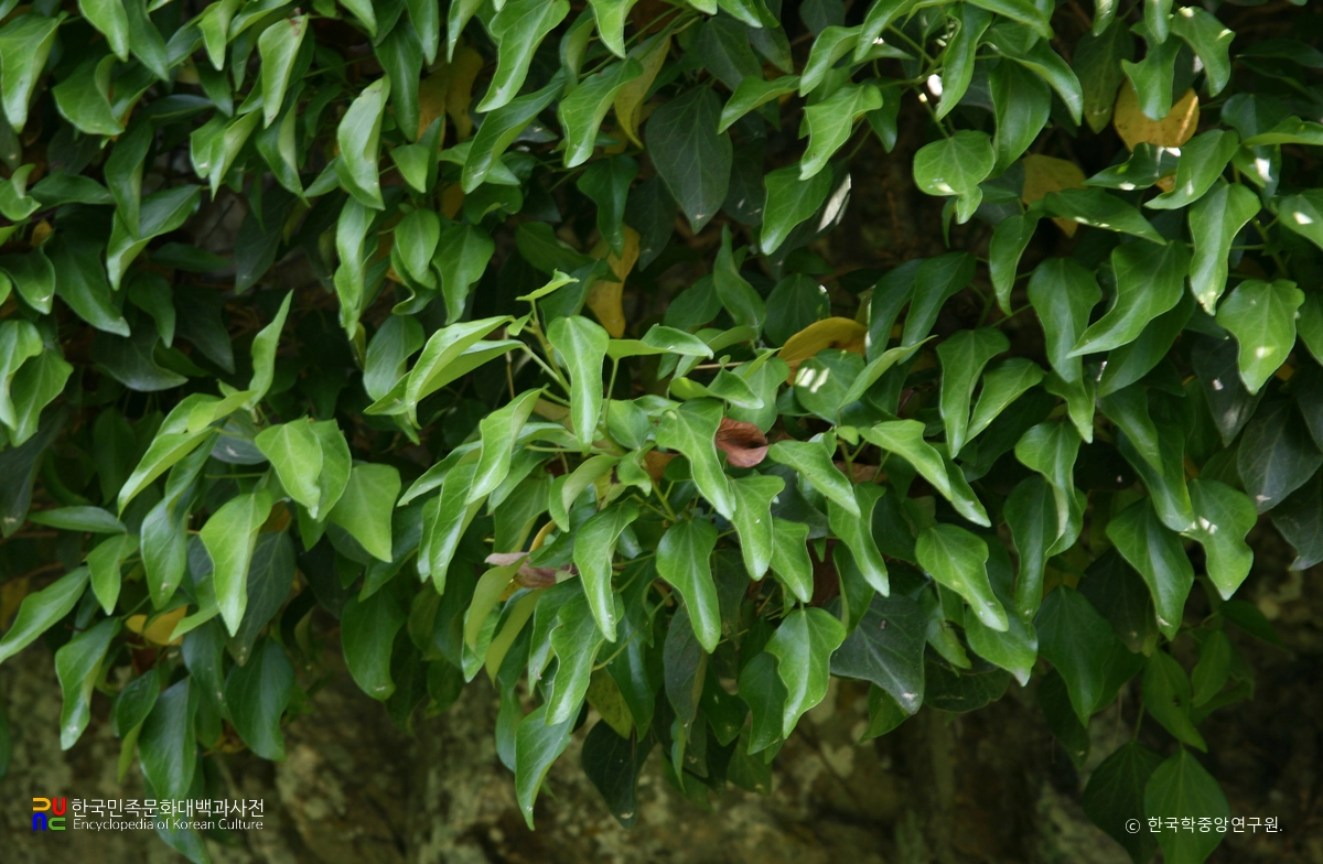 고창 삼인리 송악