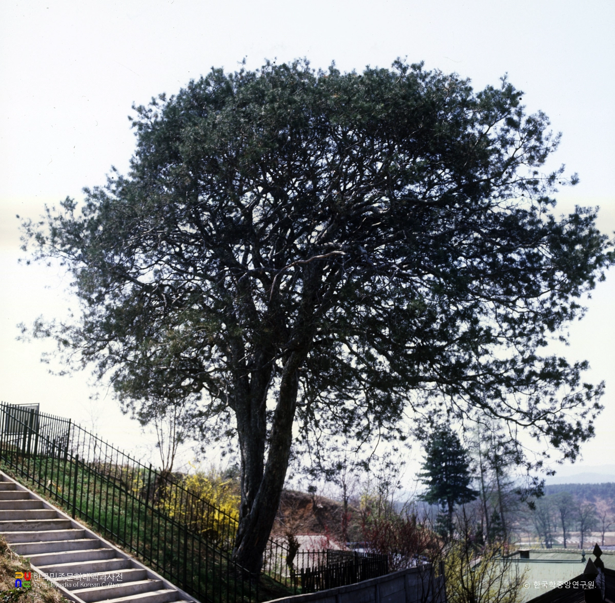 이천 신대리 백송