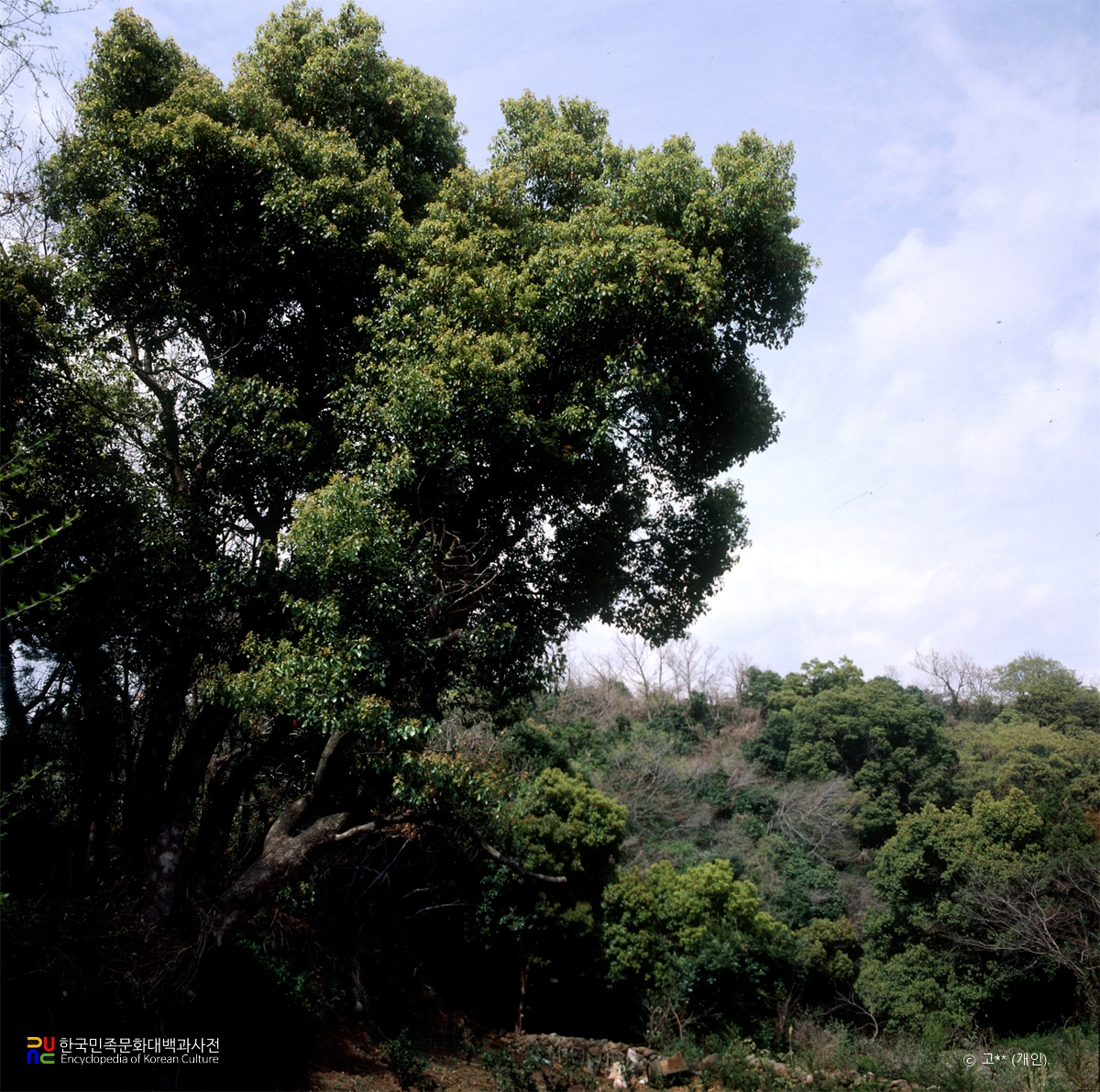 제주 도순리 녹나무 자생지