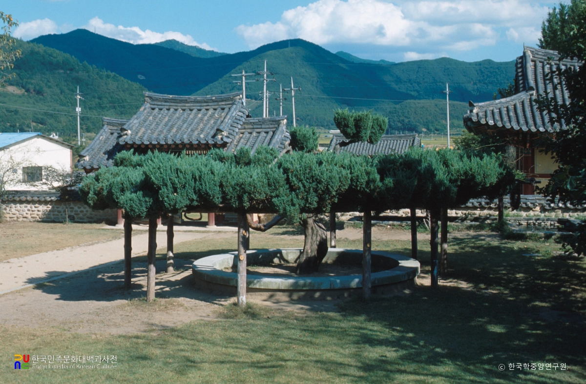 밀양 무안리 향나무