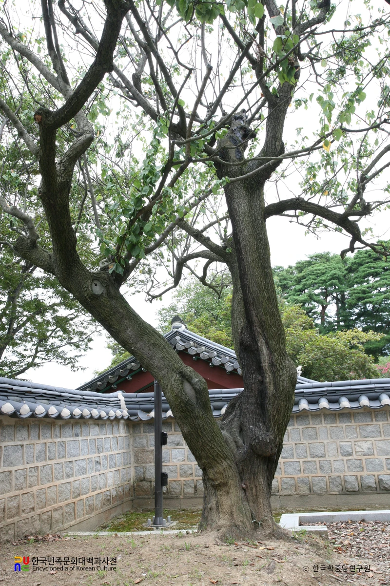 강릉 오죽헌 율곡매