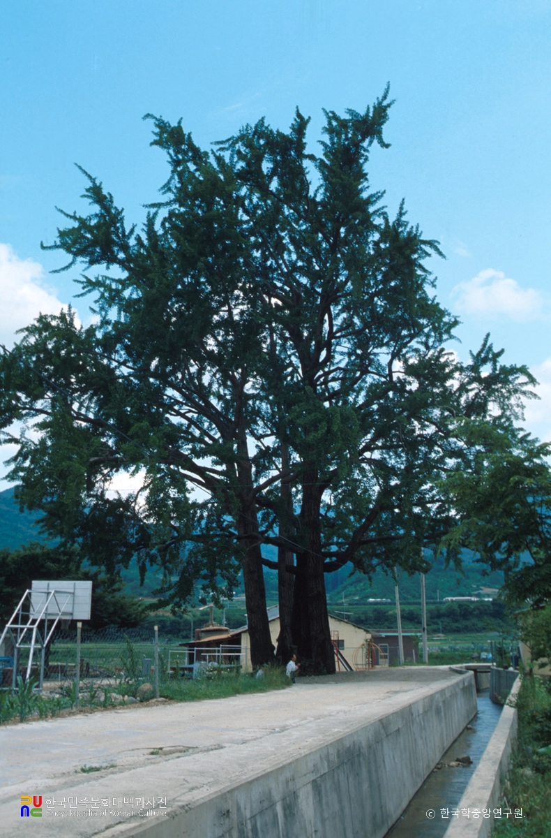 거창 무촌리 은행나무