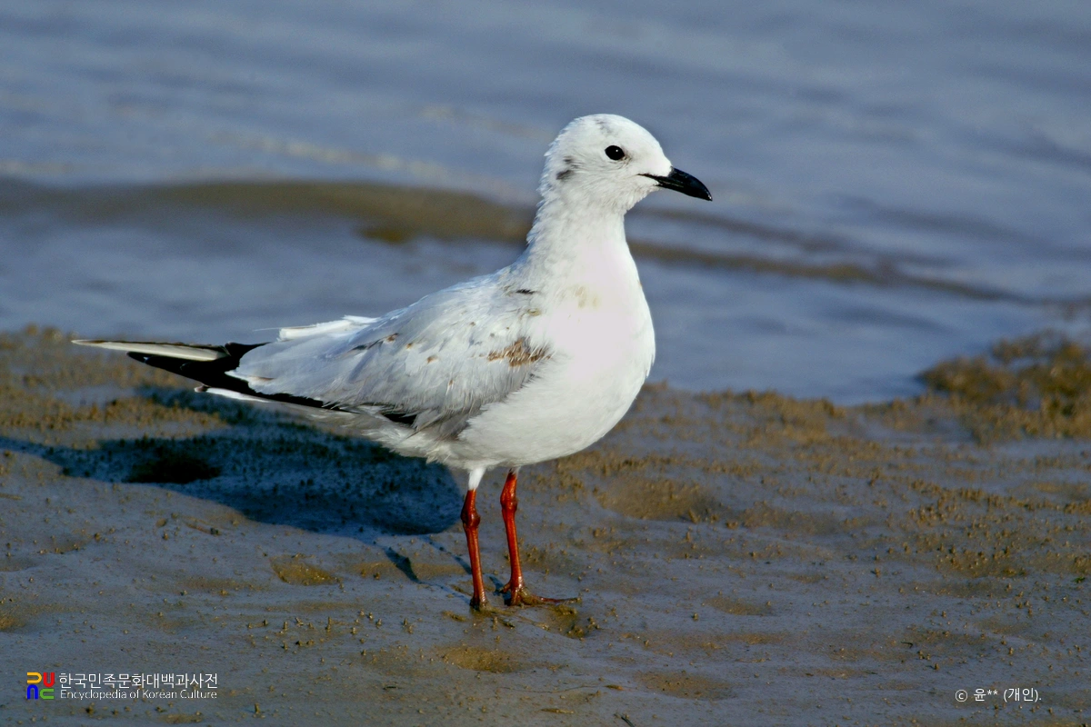 검은머리갈매기
