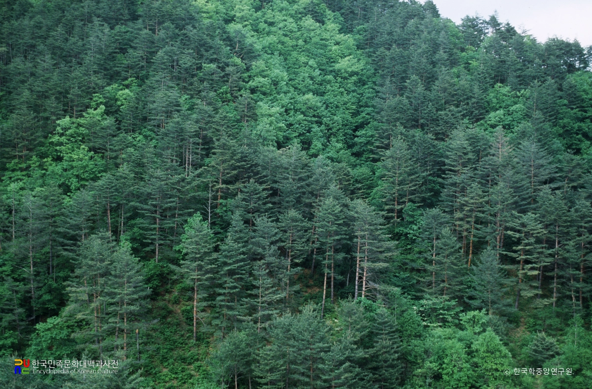 춘양목수림