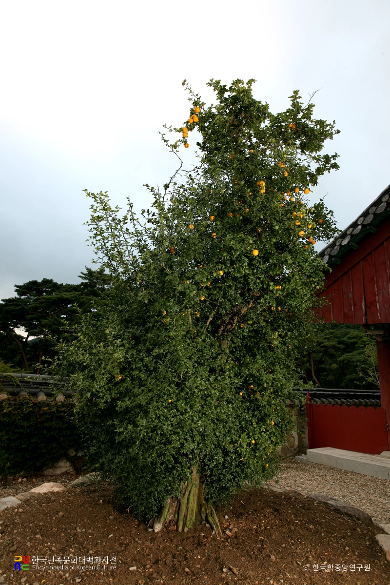 포항 보경사 탱자나무