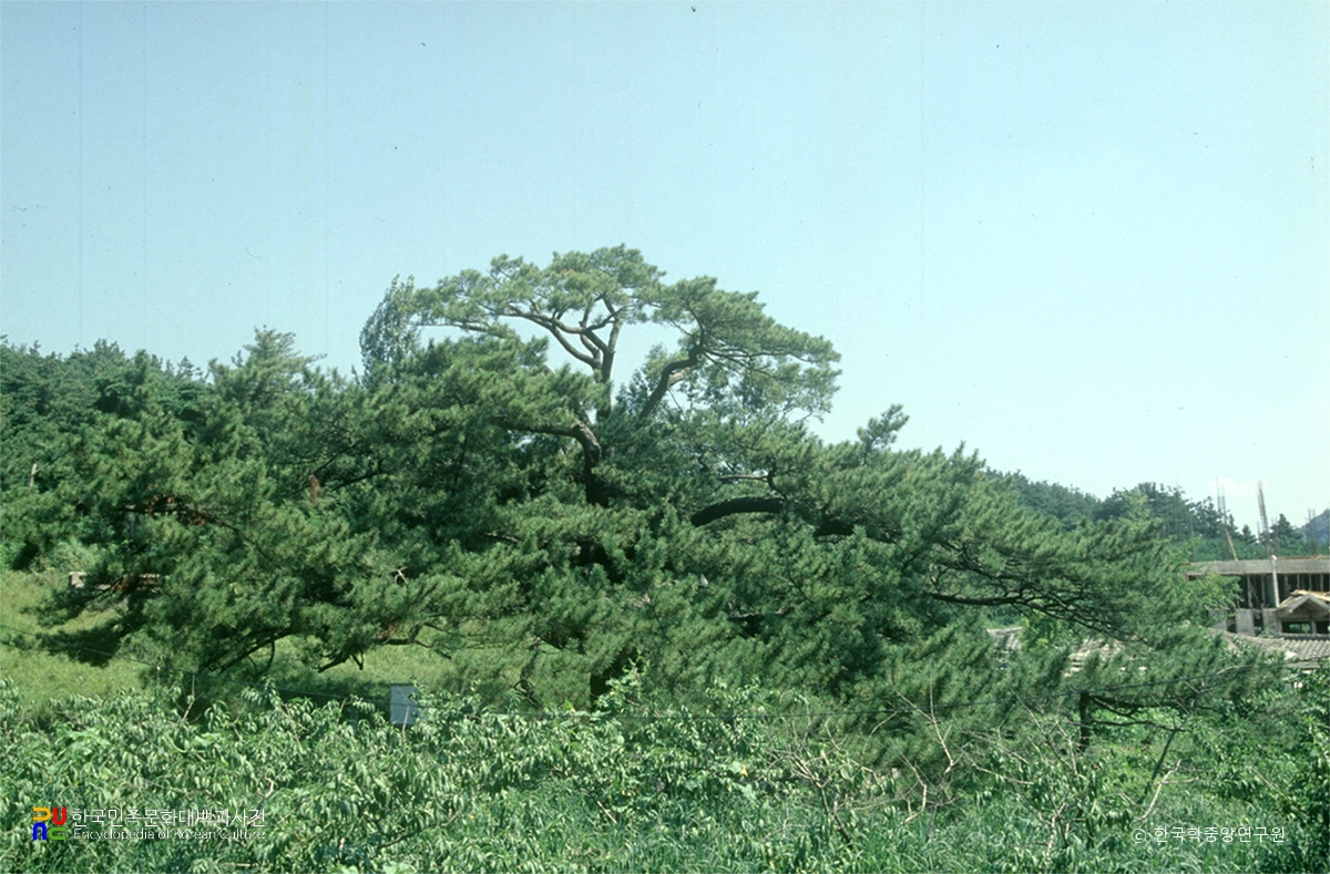 전주 삼천동 곰솔