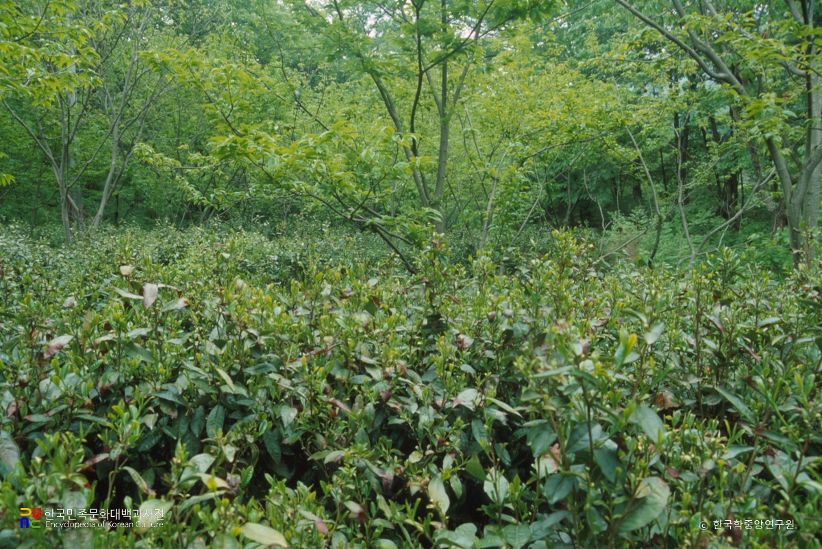 하동 쌍계사 차나무 시배지