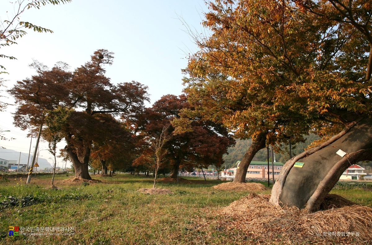 함평 향교리 느티나무·팽나무·개서어나무숲