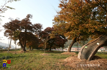 함평 향교리 느티나무·팽나무·개서어나무숲