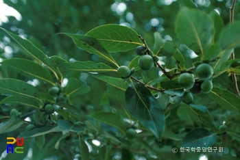 고욤나무