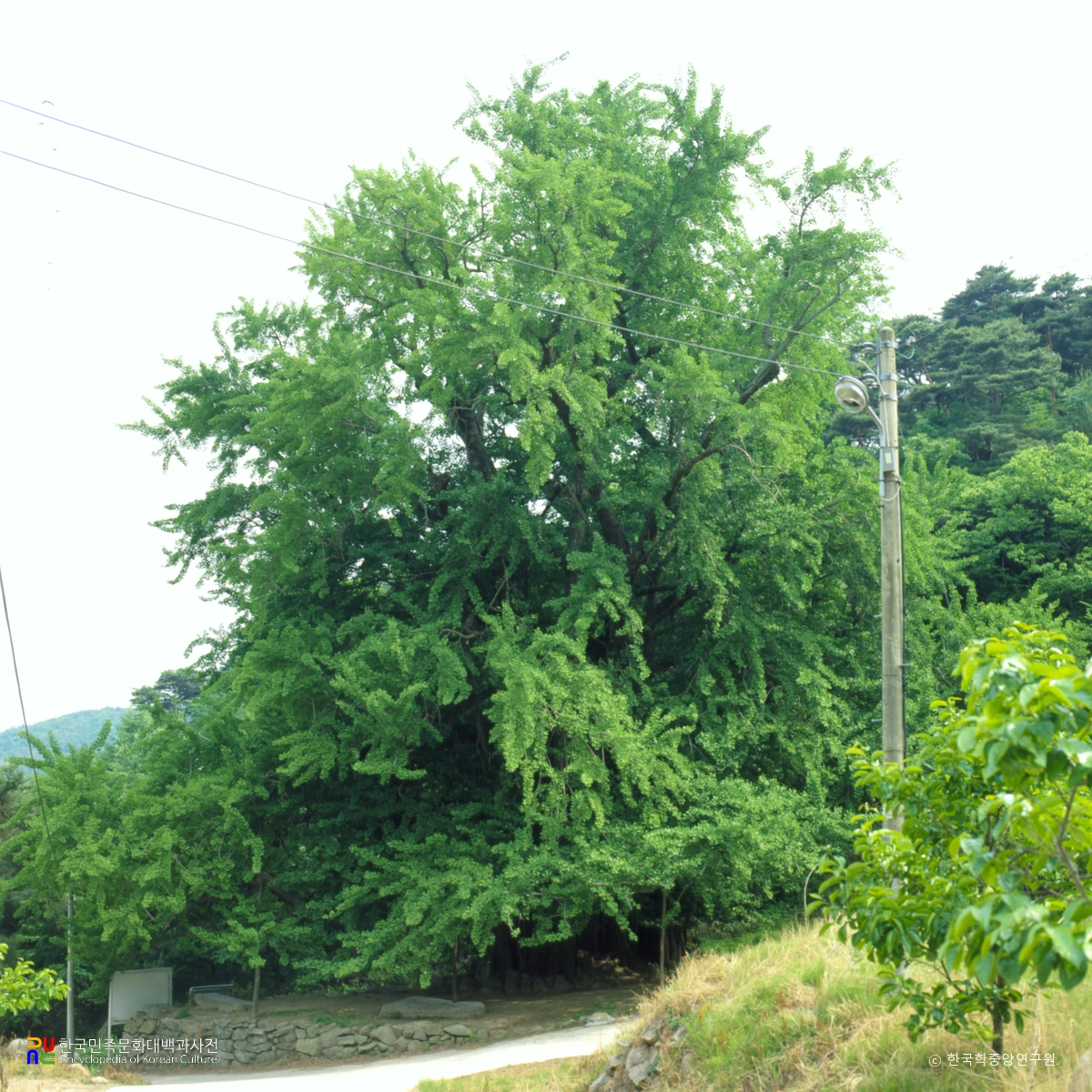 청도 적천사 은행나무