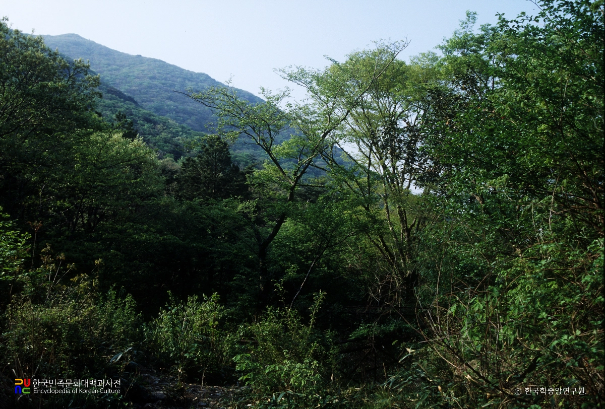 해남 대둔산 왕벚나무 자생지
