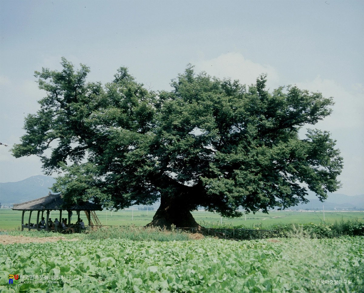 김제 행촌리 느티나무