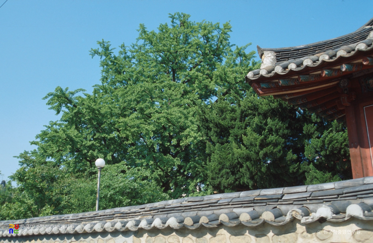 경주 동부동 은행나무