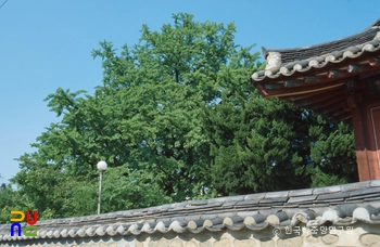 경주 동부동 은행나무