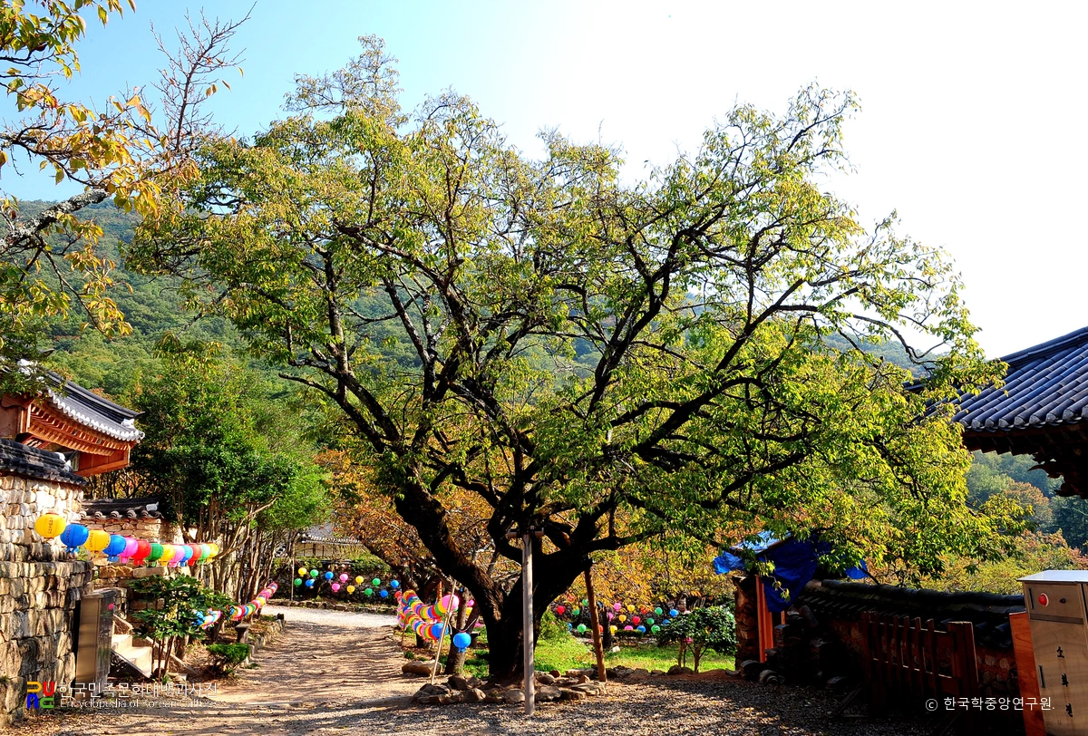 순천 선암사 선암매