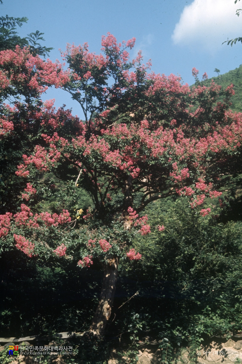 배롱나무(목백일홍)