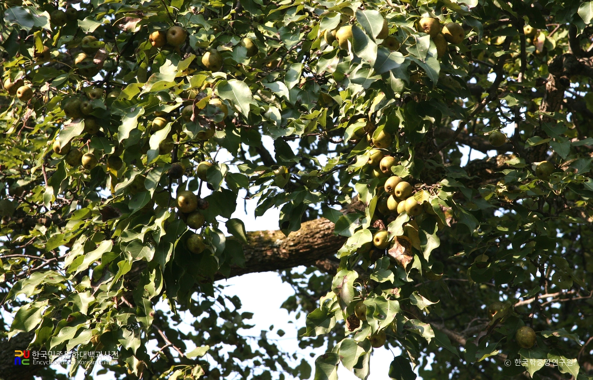 진안 은수사 청실배나무